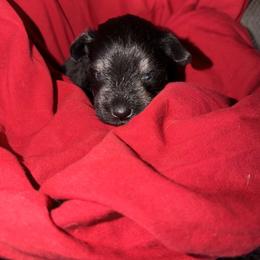 Pepper - Black male Miniature Schnauzer puppy in Bellingham, Washington from Tiki Love Farm