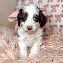 Lyric - Chocolate female Australian Labradoodle puppy in Decatur, Alabama from Southern Meadows Doodles