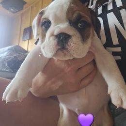 Miss Purple - Red and white female Bulldog puppy in Reidsville, North Carolina from Bullins' Bulldogs