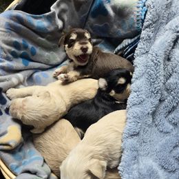 French Bulldog and Miniature Schnauzer Puppies from Olivia's Miniature Schnauzer's and French Bulldogs