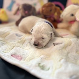 Golden Retriever Puppies from Sunshine Mountain Retrievers