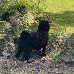 Female Puppy - Black female Puli puppy in Ocala, Florida from Bowmaker Pulik