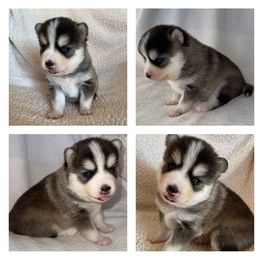 Pomsky Puppies from Sterling Pomskies