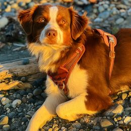 Rusty - Miniature Australian Shepherd