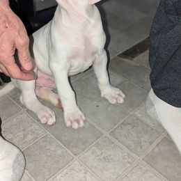 American Bulldog Puppies from Slayton's American Bulldogs