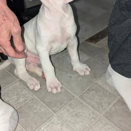 American Bulldog Puppies from Slayton's American Bulldogs
