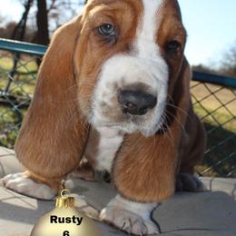 Rusty Grizwold - Red and white male Basset Hound puppy in Jacksboro, Texas from Basset Hounds of Jacksboro, Tx