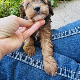 Cavapoo Puppies from Panda Puppies