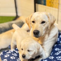 Lucy - Labrador Retriever