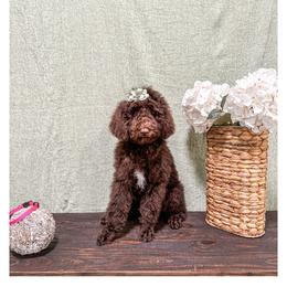 Girl 2 - Brown Poodle puppy in Lake City, Florida from 224 Doodles and Poodles