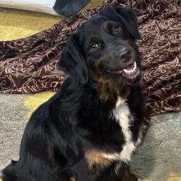 Meeka - Australian Shepherd