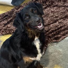 Meeka - Australian Shepherd