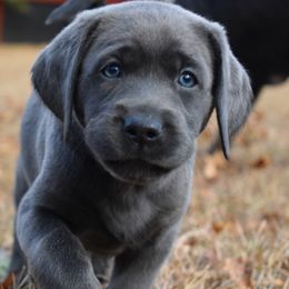 Dilute Retriever Puppies from Wicked Pines Retrievers