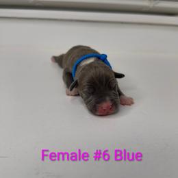 Blue Collar Female - Blue female American Pit Bull Terrier puppy in Pensacola, Florida from Alpha Alliance Kennels