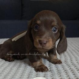 Choc and Tan 2350 - Chocolate and tan male Dachshund puppy in Texarkana, Arkansas from Dogwood Acre Dachshunds