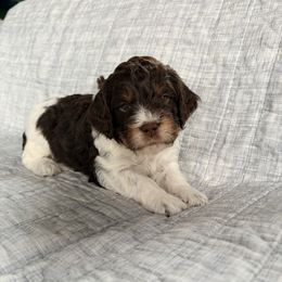 Frank - Liver white and tan male Springerdoodle puppy in Dundee, Ohio from Evalina Miller's Spaniels