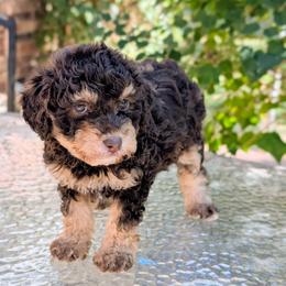 Imani - Brown female Bernedoodle puppy in Sparta, Missouri from Sis' Doodles & Poodles