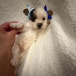 Boy 1 - Parti male Yorkshire Terrier puppy in Chino Hills, California from Chino Hills Yorkies