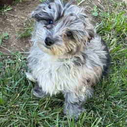 Riley - Blue female Companion Cross puppy in Lancaster, Kentucky from Dream Paws Puppies, LLC