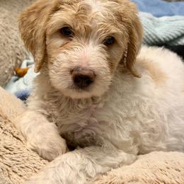 Lenny - Red male Bernedoodle puppy in Chilmark, Massachusetts from Martha’s Vineyard Bernedoodles