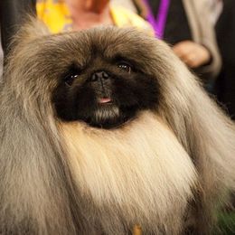 Maltese and Pekingese from Pequest Pekingese & Merri Maltese