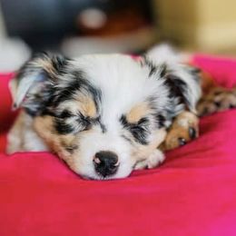 Assorted Doodle Crosses, Maltese, Maltipoos, Morkies, and Toy Australian Shepherds from 4R Aussies & Tiny Paws