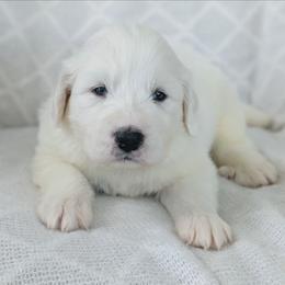 Boy 1 Red - White male Great Pyrenees puppy in Yakima, Washington from Naches Heights Ranch
