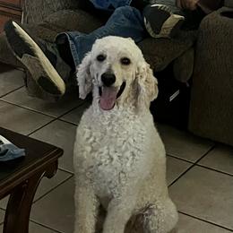 Rusty - Poodle