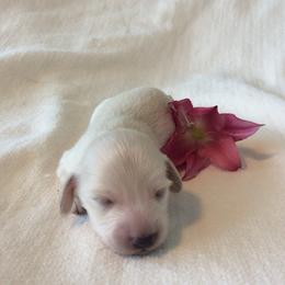 Simon - Cream male Dachshund puppy in Sebring, Florida from Mini Weenies
