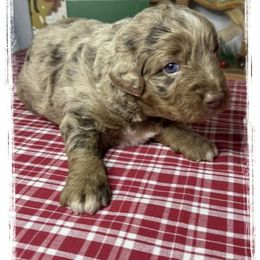 Boy 1 Aussie Doodle - Red merle male Miniature Australian Shepherd puppy in Pensacola, Florida from TNT MINI AUSSIES
