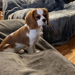 Cavalier King Charles Spaniel puppies from FairHawk Downs