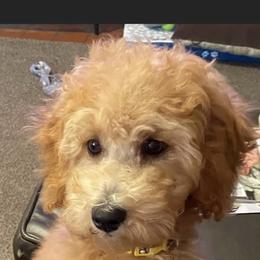 French Bulldog and Goldendoodle All Grown Up from French Valley Miniature Goldendoodles & French Bulldogs