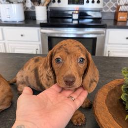 GIRL 1 DAPPLE CKC - Dapple female Dachshund puppy in Nacogdoches, Texas from S7 Dachsunds