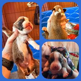 Blue boy - Fawn male Boxer puppy in Evington, Virginia from Buffalo Creek Boxers