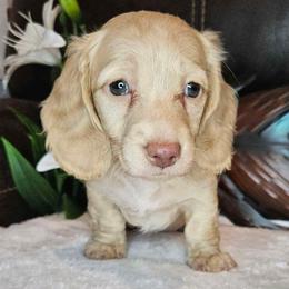 Lemon - Dachshund