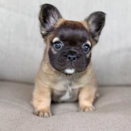 Bubba - Tricolors male French Bulldog puppy in Wagoner, Oklahoma from Frenchie Frys