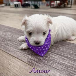 Amour - White female Maltese puppy in Paden, Oklahoma from Logan's Perfect Puppies