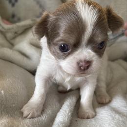 Creamy - Cream and white male Chihuahua puppy in Hackleburg, Alabama from Clements Chihuahua