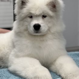 Samoyed Puppies from HaleStorm Samoyeds