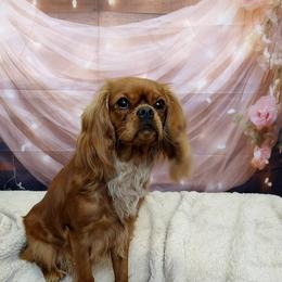 Rosie - Cavalier King Charles Spaniel