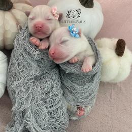 Pomsky Puppies from LittleLoyalzLLC