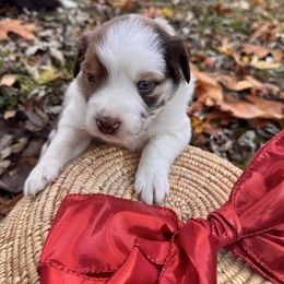 Gingerbread (Ginger) - Red merle female Miniature Australian Shepherd puppy in Clarksville, Tennessee from Southern Oak Pups
