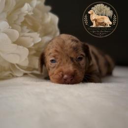 Grace - Dapple female Dachshund puppy in Lumber City, Georgia from Willow Run LLC