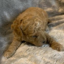 Bullet - Apricot male Goldendoodle puppy in Haddam, Kansas from Golden B Acres