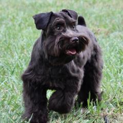 Max - Miniature Schnauzer