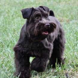 Max - Miniature Schnauzer