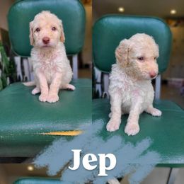 Jep - Cream male Goldendoodle puppy in Wagener, South Carolina from Noble Friend Breeders LLC