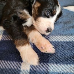 Bernedoodle Puppies from Beloved Bernedoodles of North Dakota