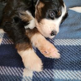 Bernedoodle Puppies from Beloved Bernedoodles of North Dakota