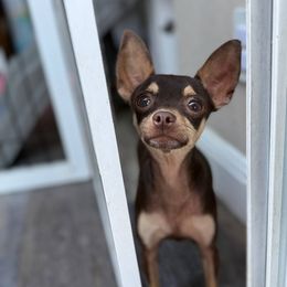 Charlie - Russian Toy